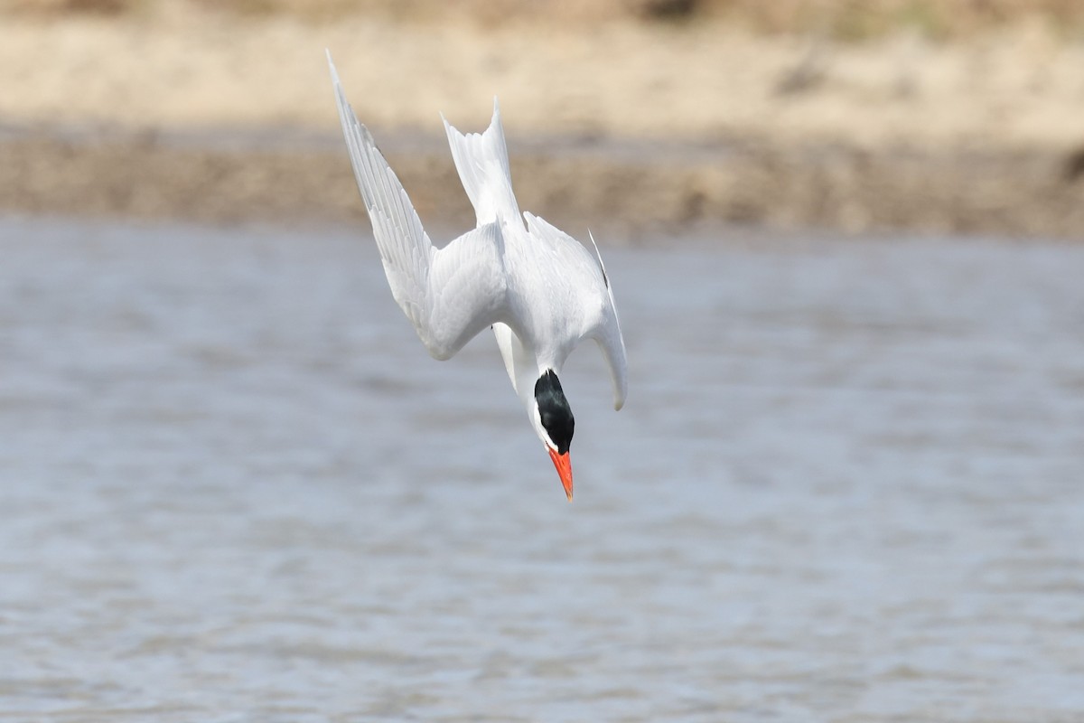 Caspian Tern - Robin Janson