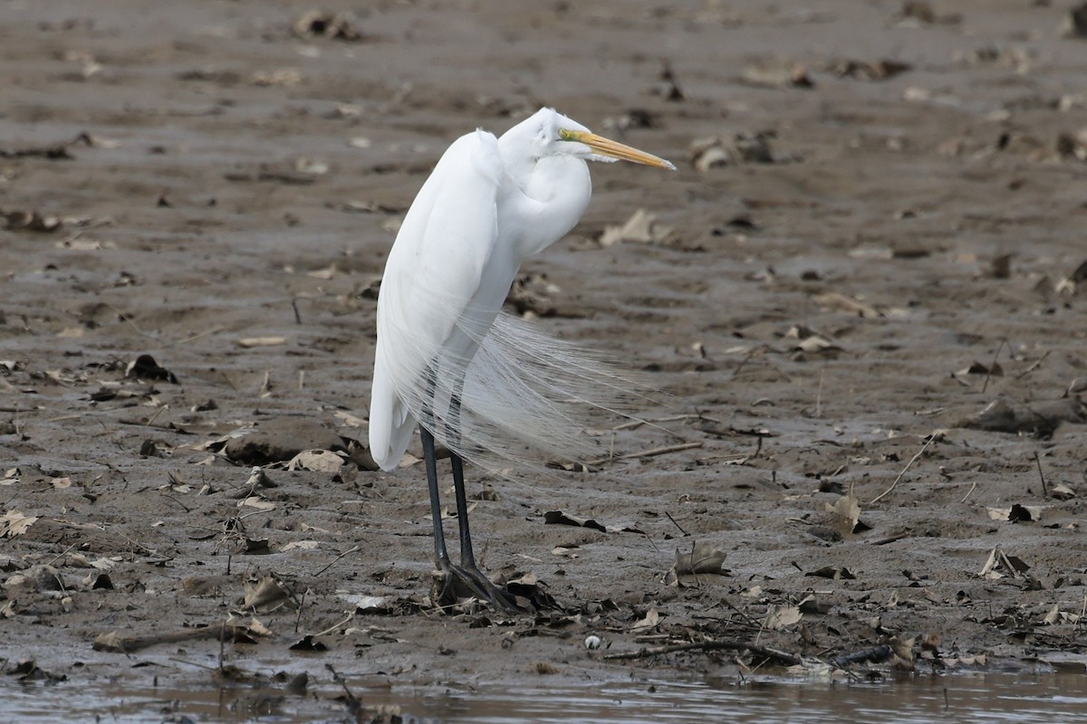 Great Egret - Robin Janson