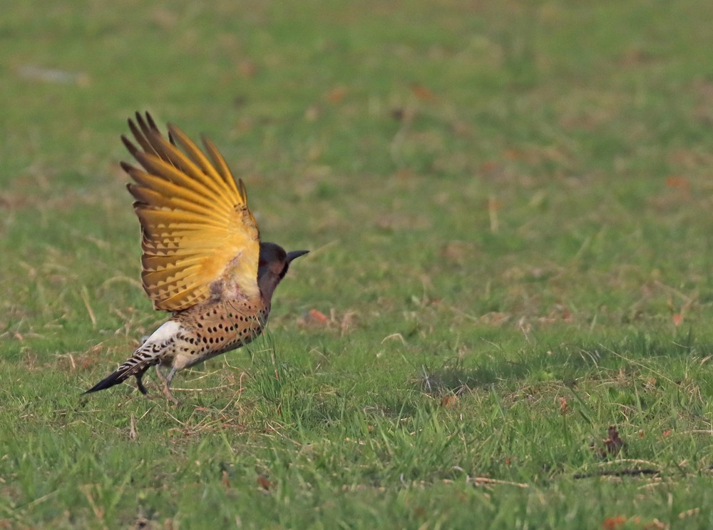 Northern Flicker - ML432015551