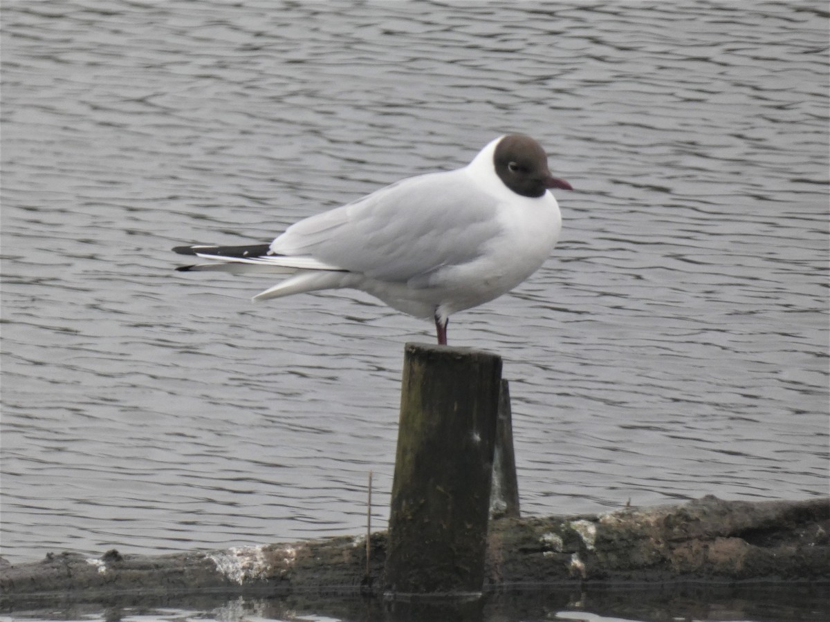 Black-headed Gull - ML432015721