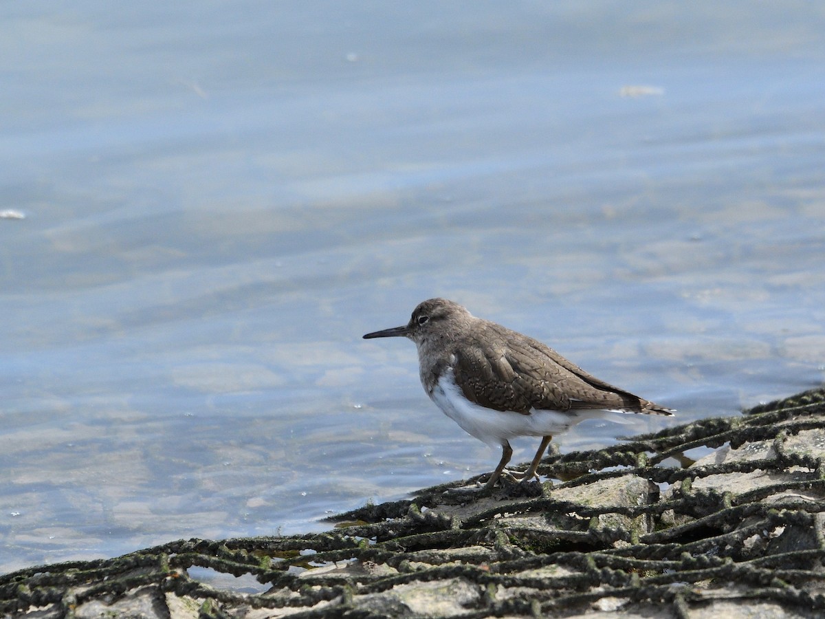 Common Sandpiper - ML432016231