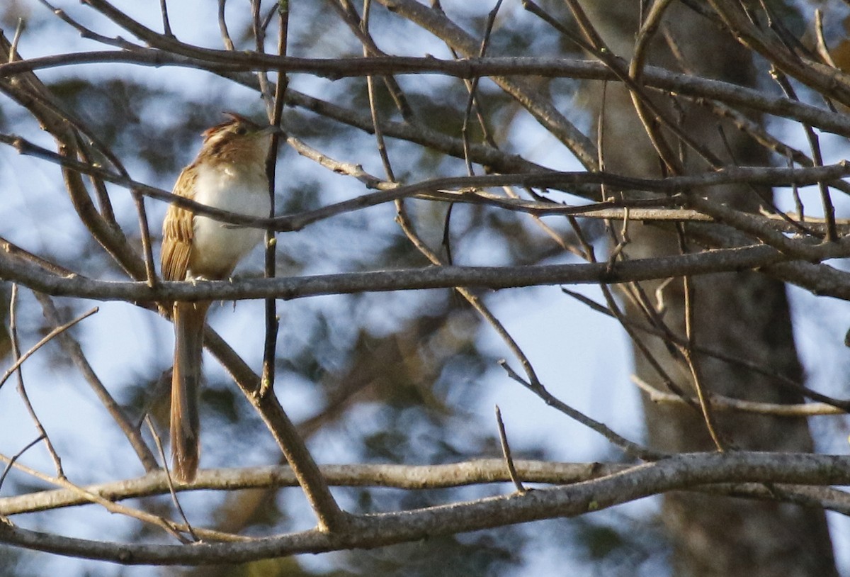 Striped Cuckoo - ML432016321