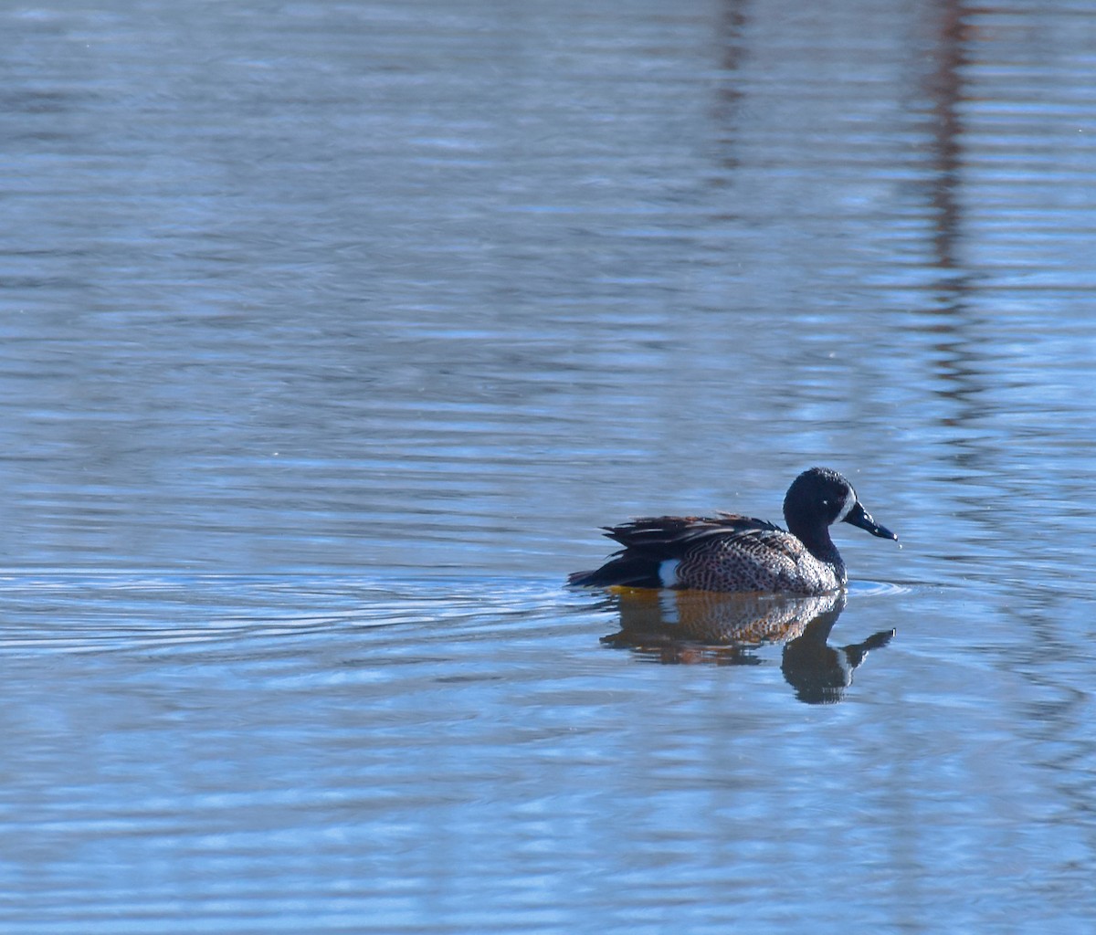 Blue-winged Teal - Ulrike Guggenheim