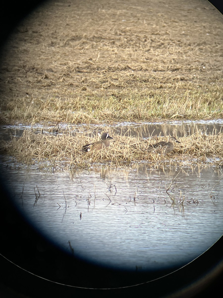 Blue-winged Teal - Colette Ferri