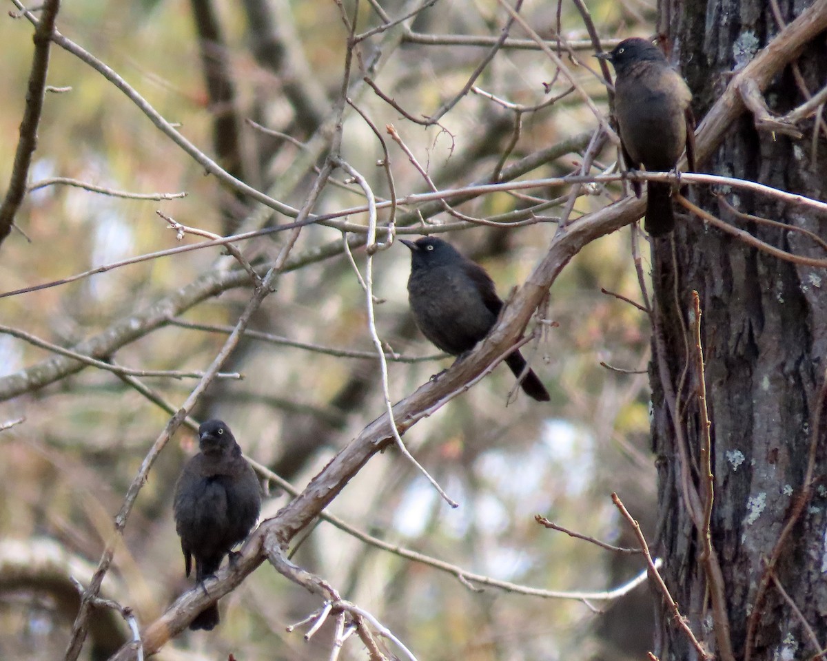 Rusty Blackbird - ML432018411