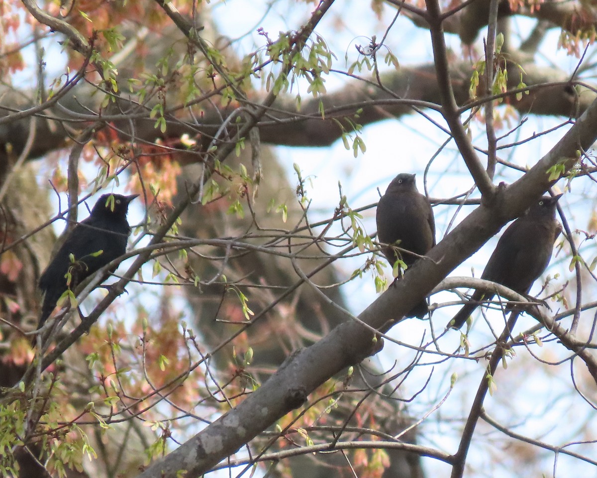 Rusty Blackbird - ML432018421