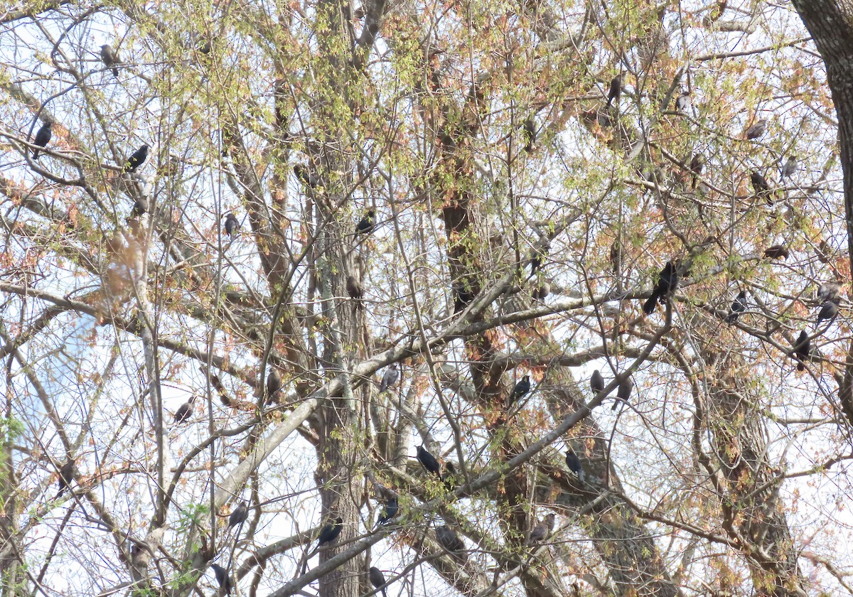 Rusty Blackbird - ML432019071