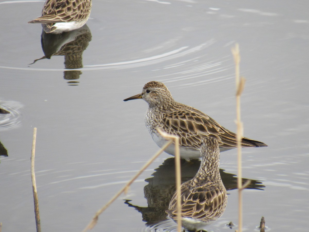 Pectoral Sandpiper - ML432020211