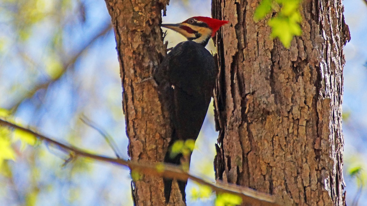 Pileated Woodpecker - ML432022441