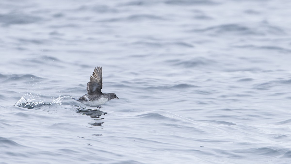 Cassin's Auklet - Blair Dudeck