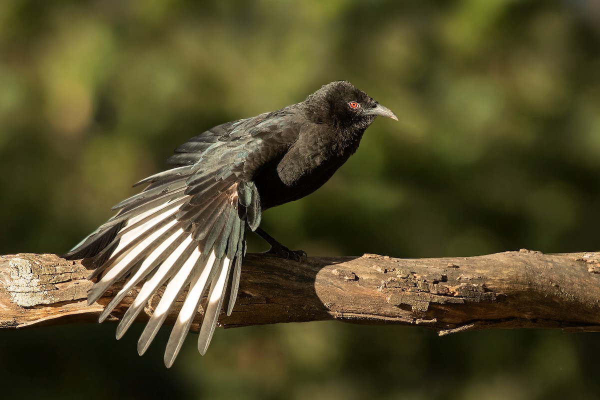 White-winged Chough - David Irving
