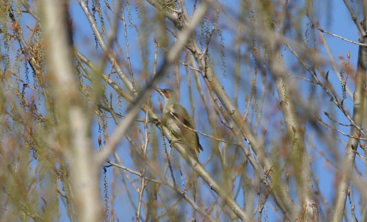 Iberian Green Woodpecker - ML432023481