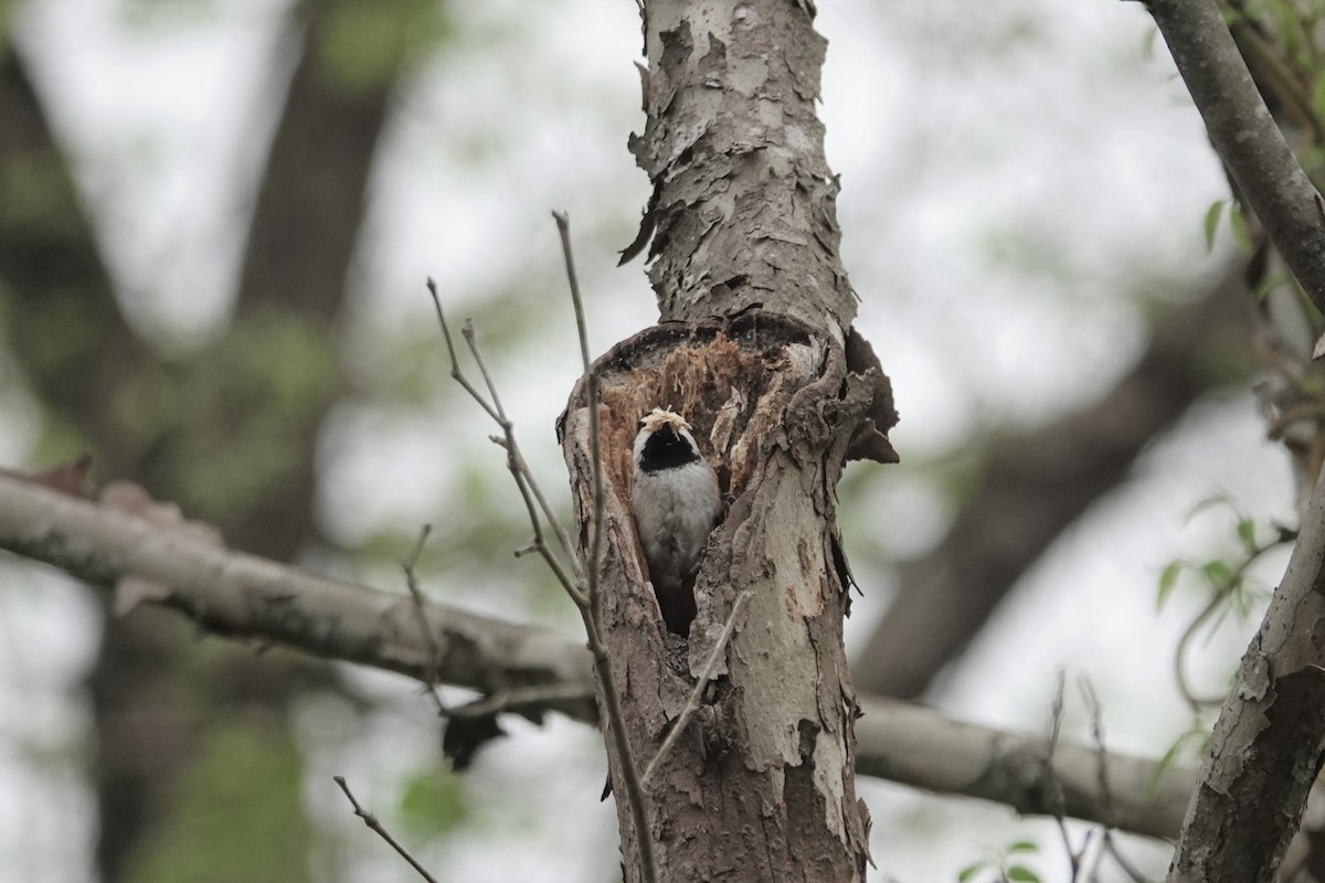 Carolina Chickadee - ML432025411