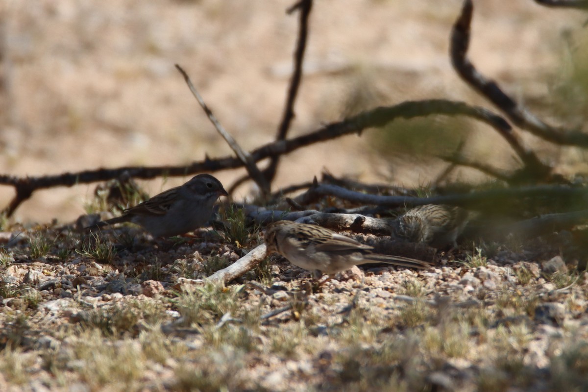 new world sparrow sp. - ML432027231