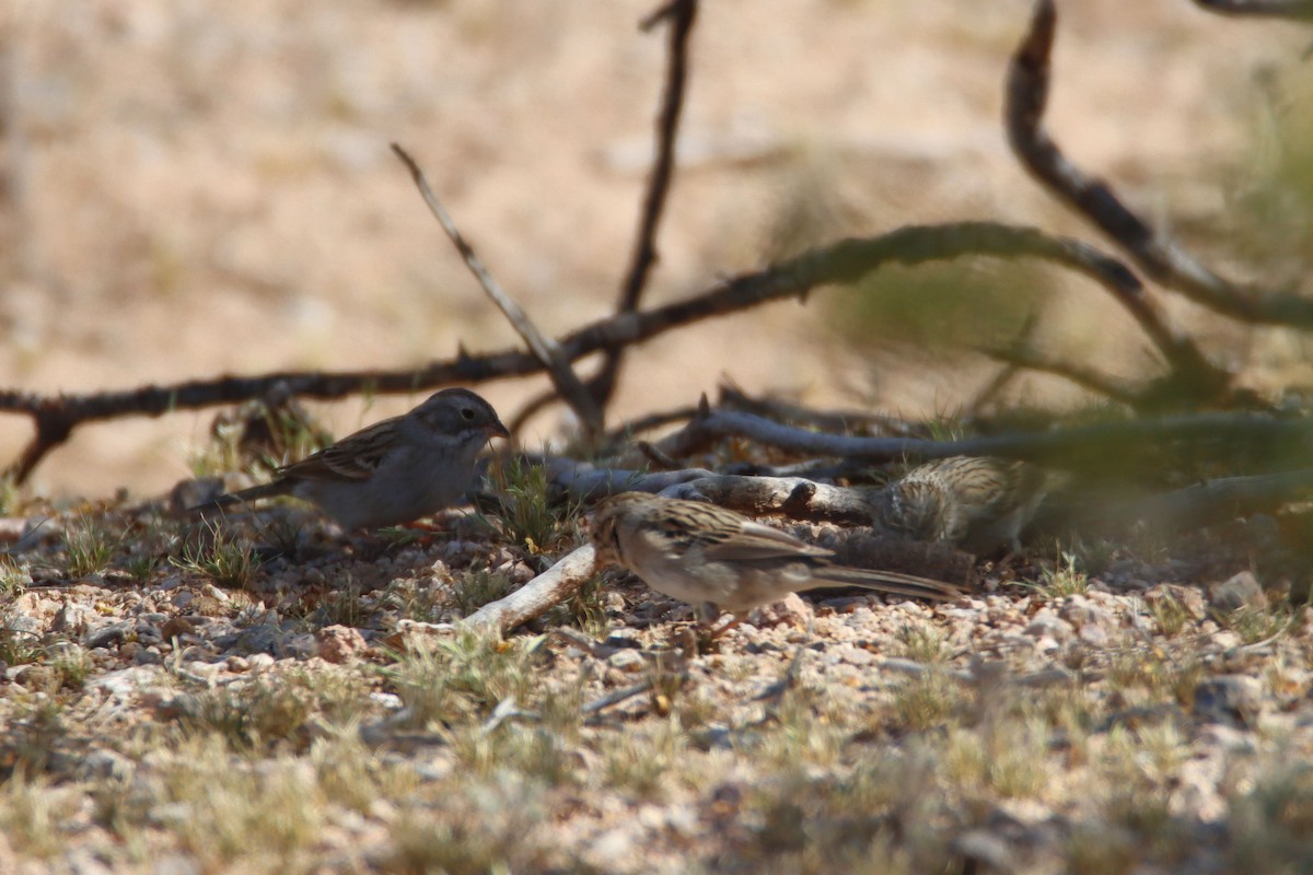 new world sparrow sp. - ML432027301