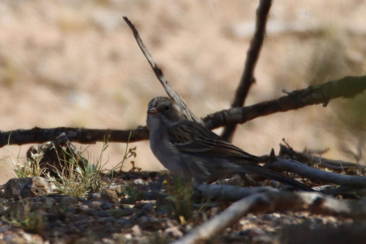 new world sparrow sp. - ML432027361