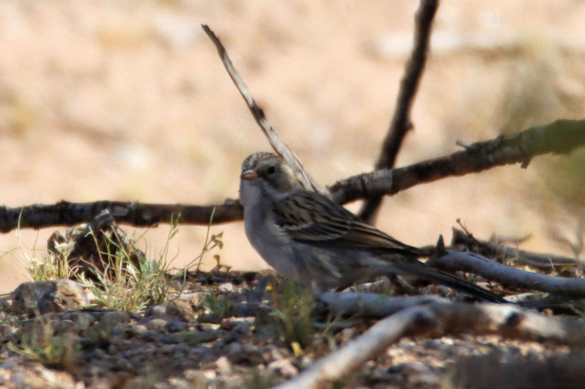 new world sparrow sp. - ML432027431