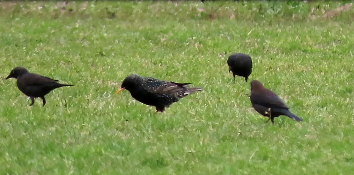 Rusty Blackbird - ML432027841