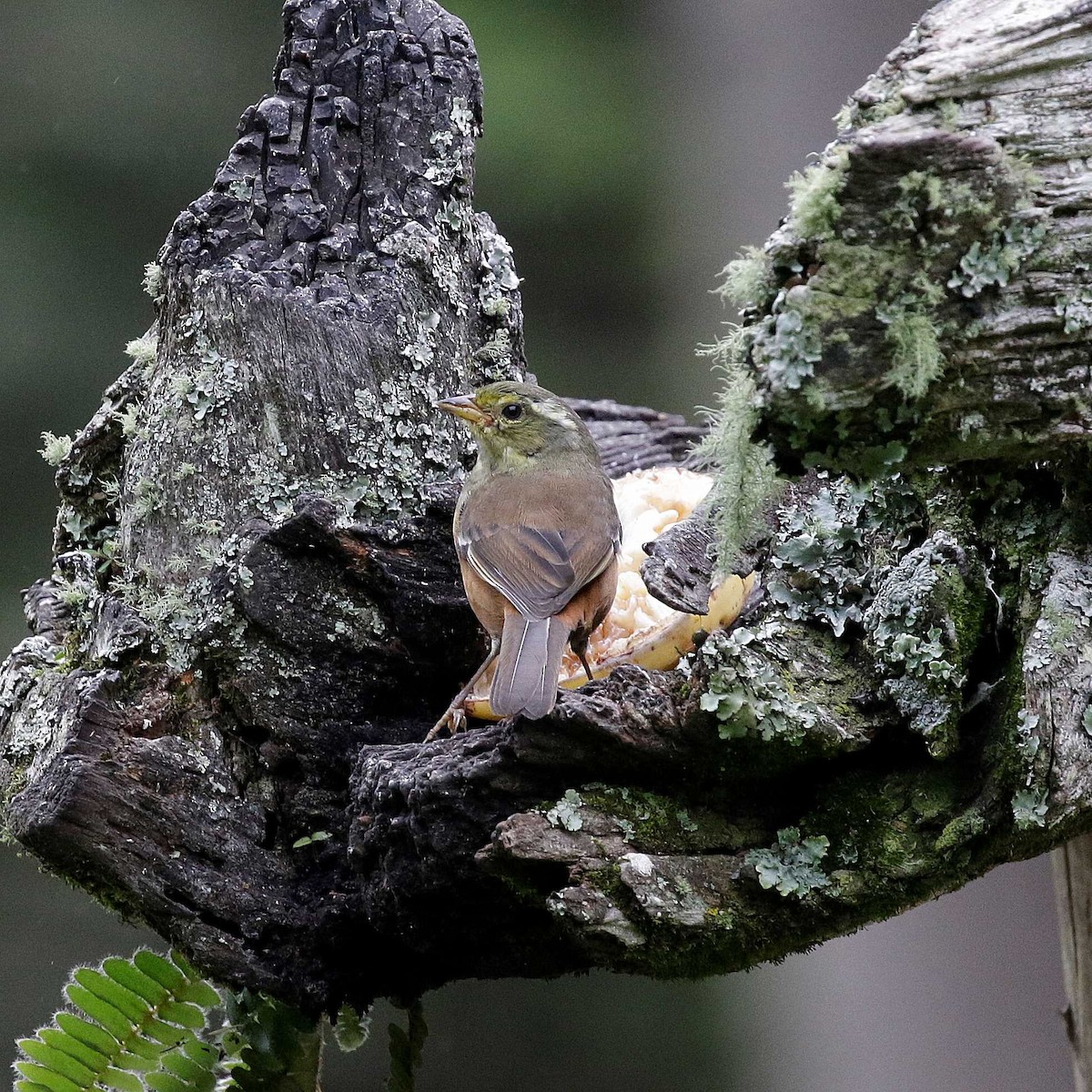 Gray-throated Warbling Finch - ML432028321