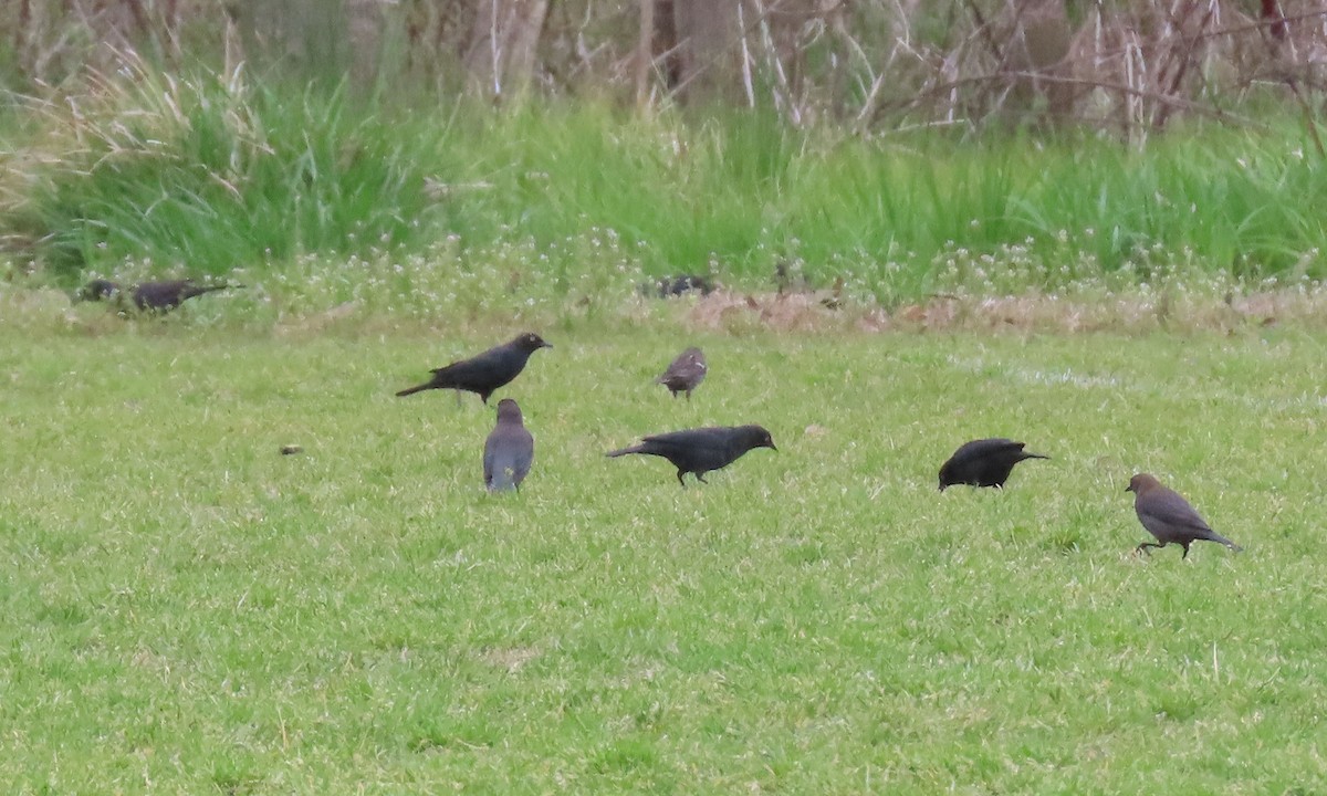 Rusty Blackbird - ML432029411