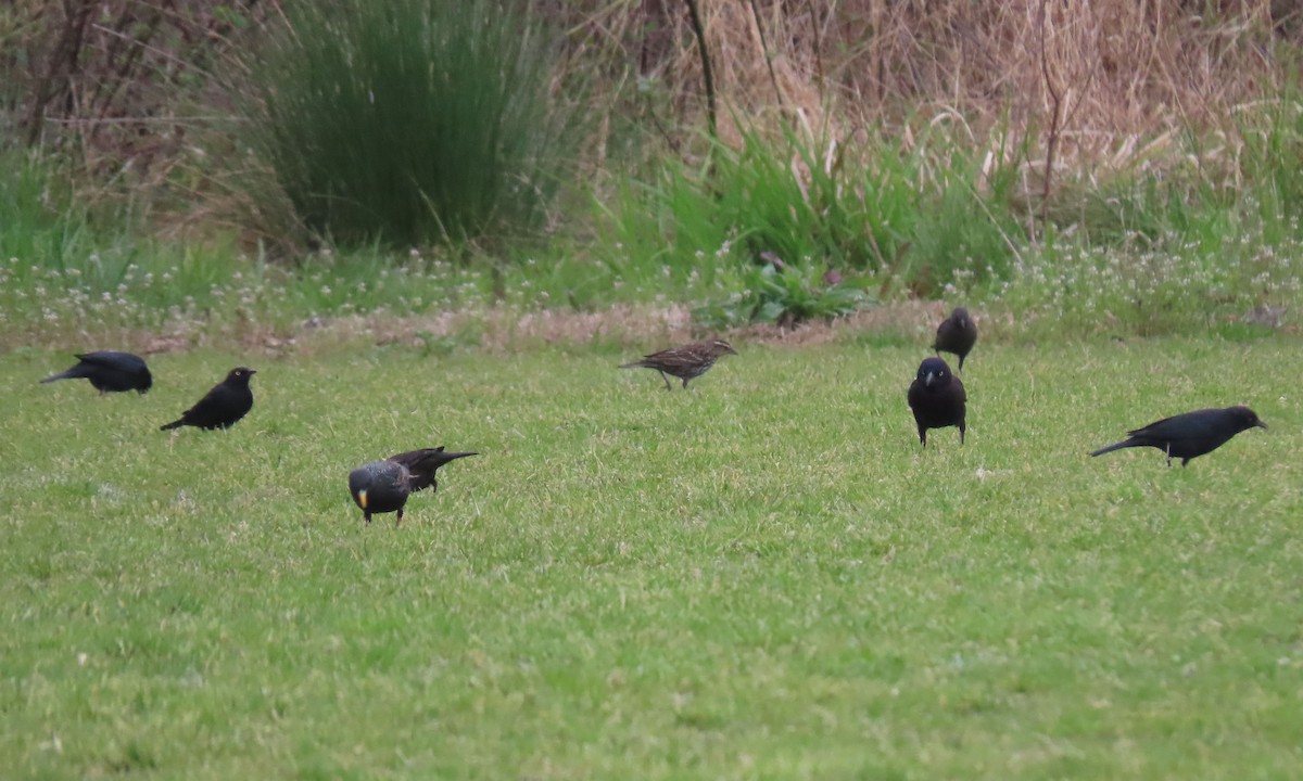 Rusty Blackbird - ML432029441