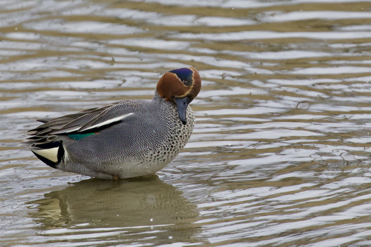 Green-winged Teal (Eurasian) - ML432031471