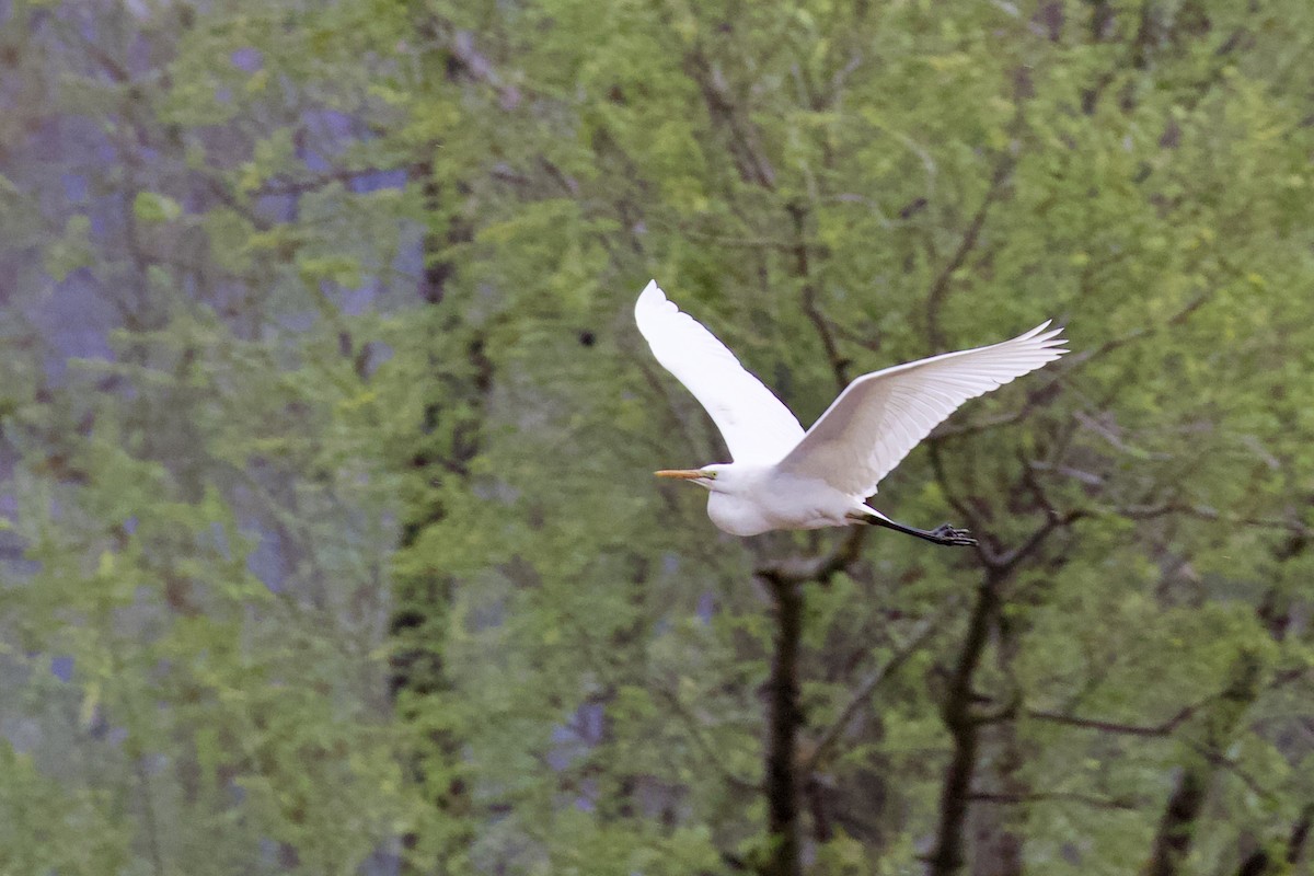 Great Egret (alba) - Magdalena Nogaj