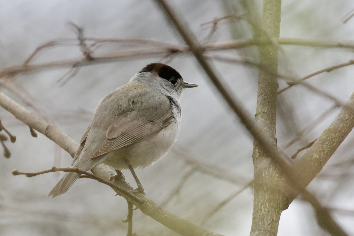 Eurasian Blackcap - Magdalena Nogaj