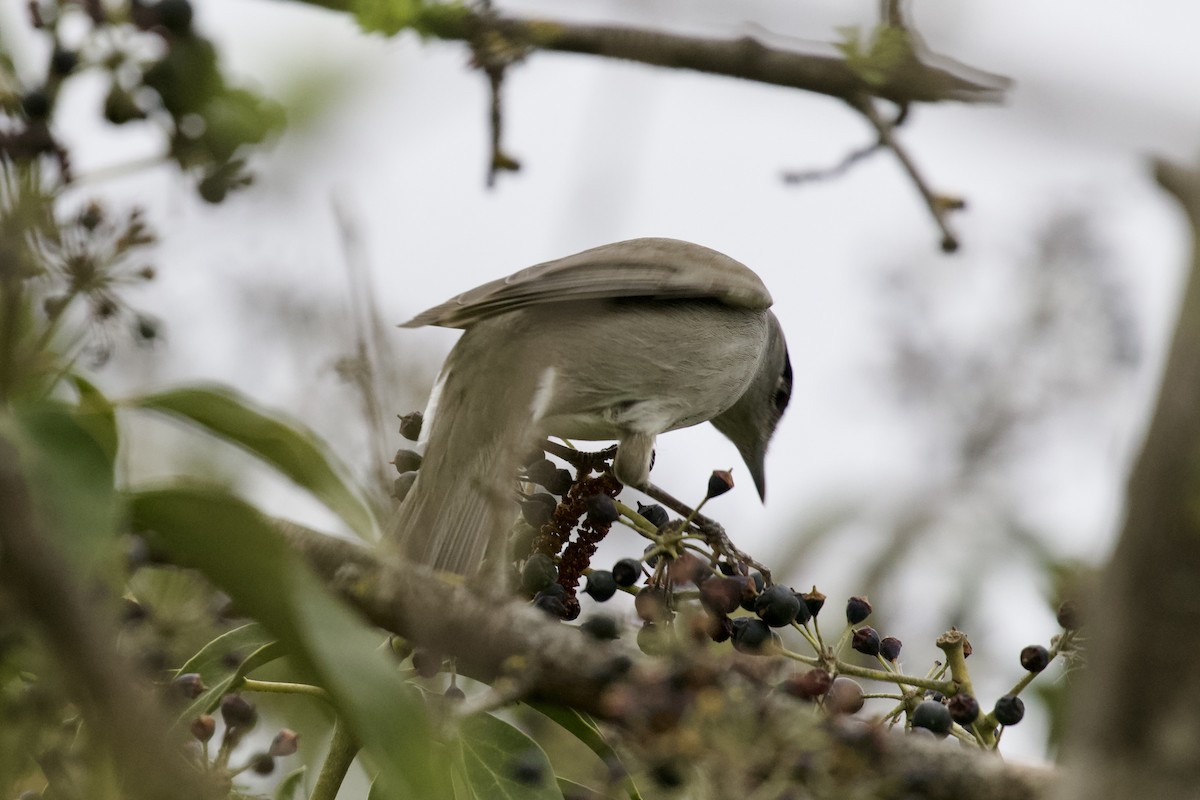 Eurasian Blackcap - Magdalena Nogaj