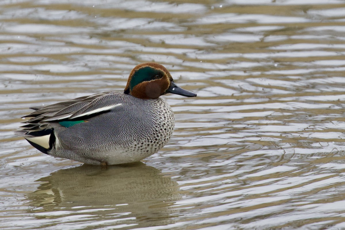 Green-winged Teal (Eurasian) - ML432035491