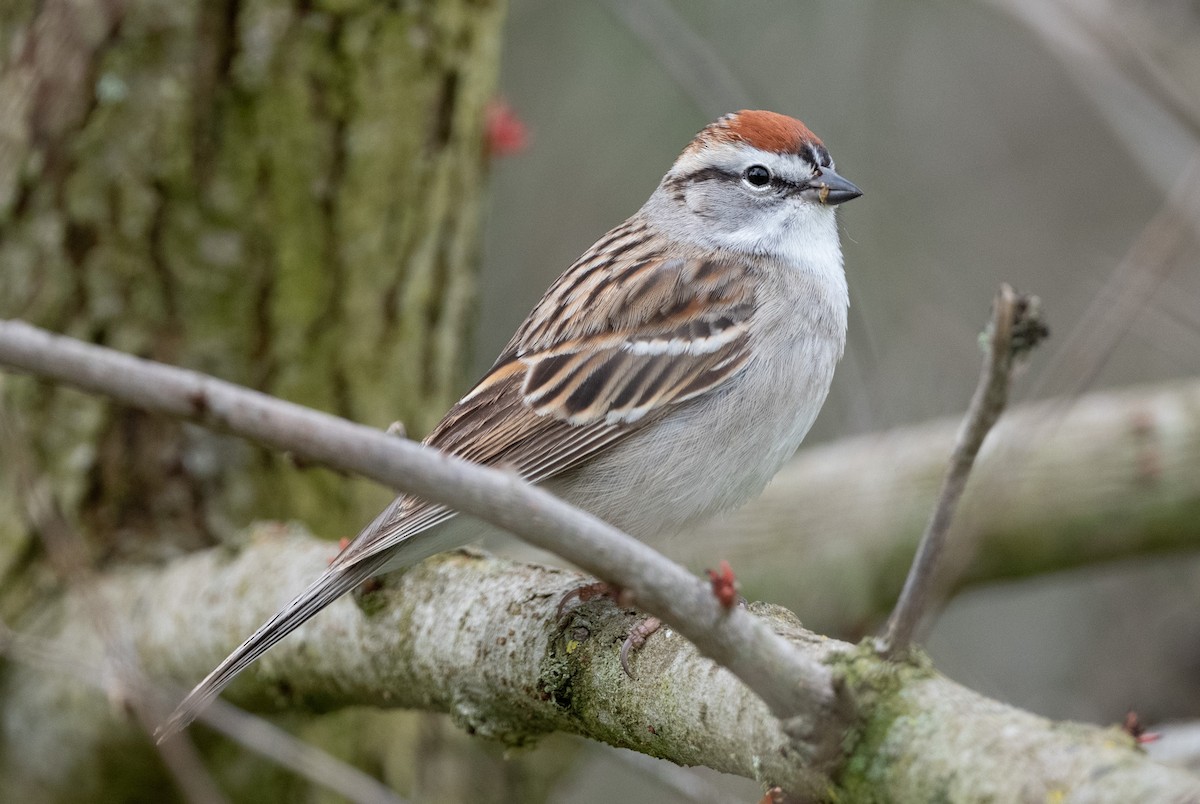 Chipping Sparrow - Cynthia  Case