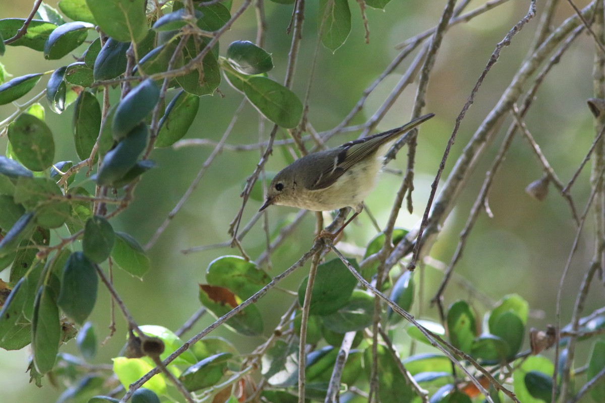 Ruby-crowned Kinglet - ML432037981