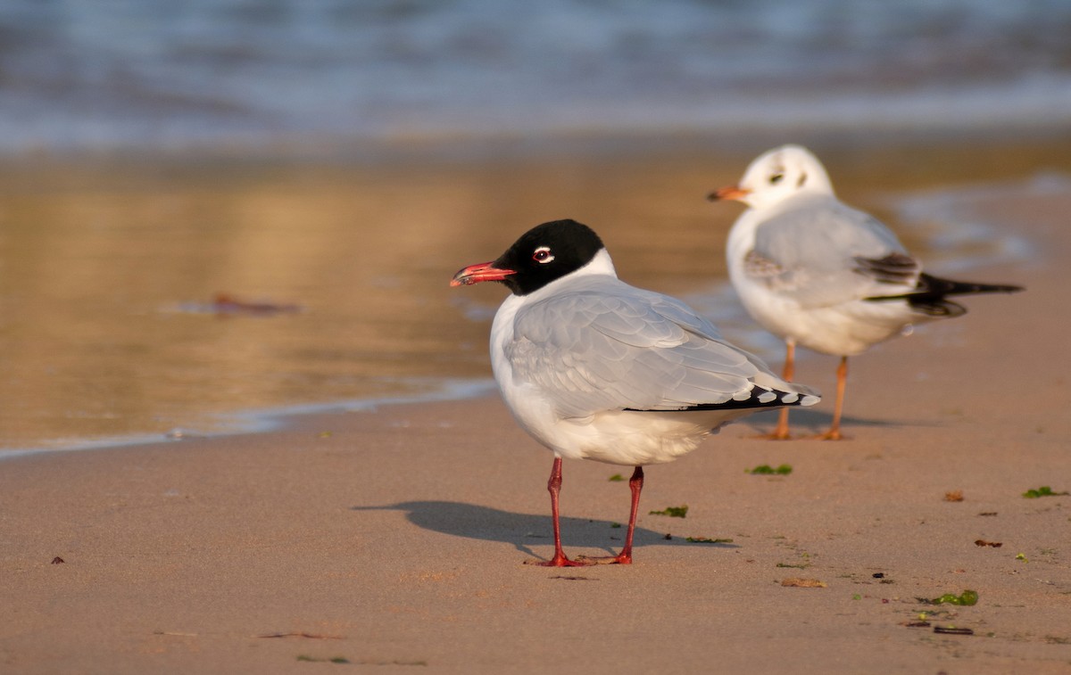 Mediterranean Gull - David Suárez Suárez