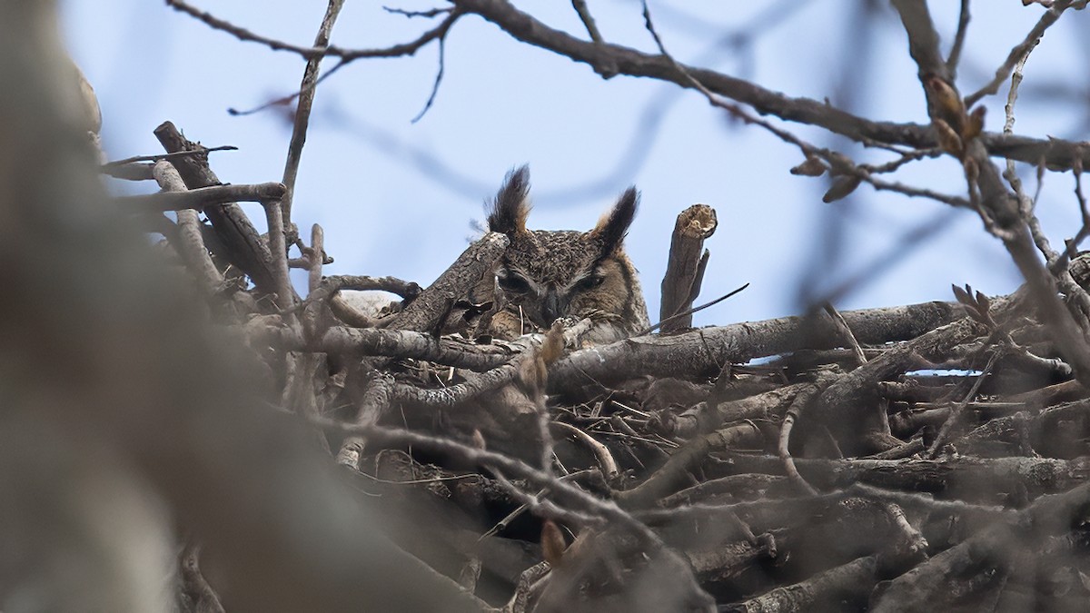 Great Horned Owl - ML432041121