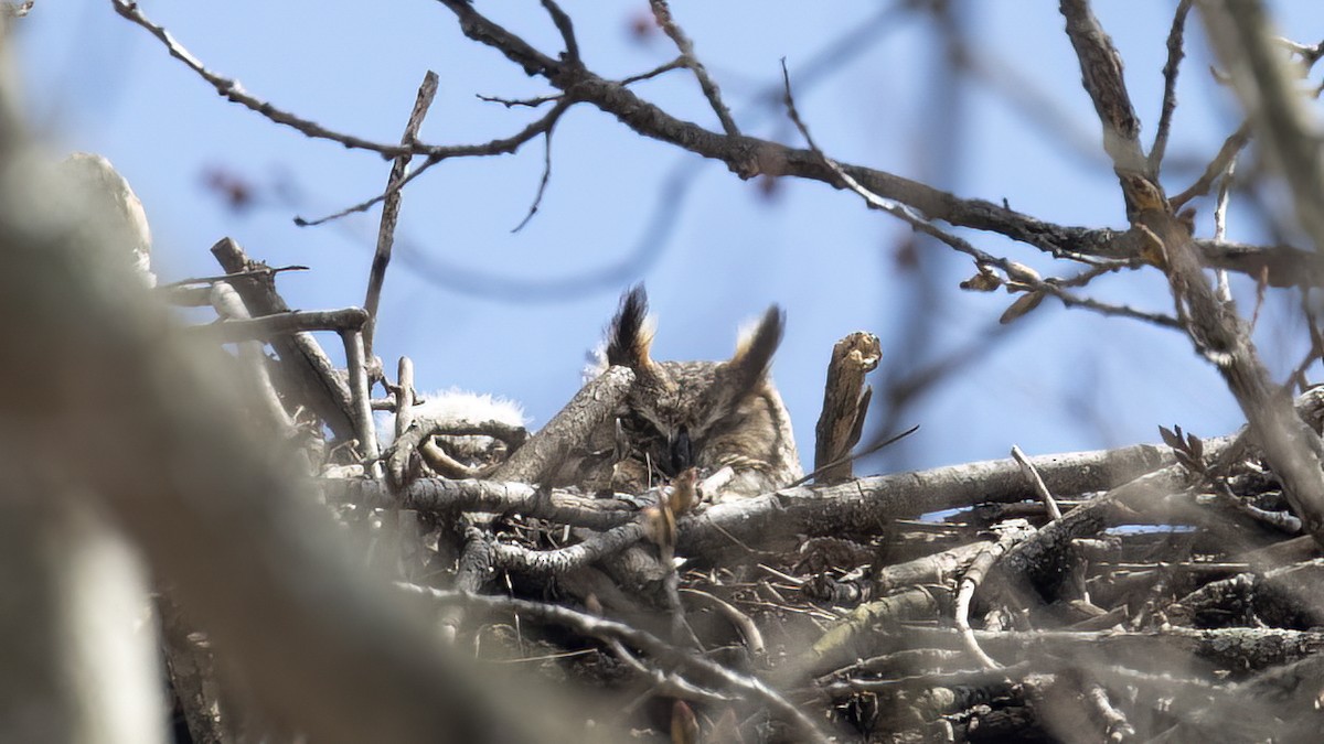 Great Horned Owl - ML432041131