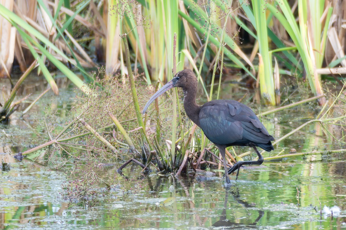 Glossy Ibis - ML432041201