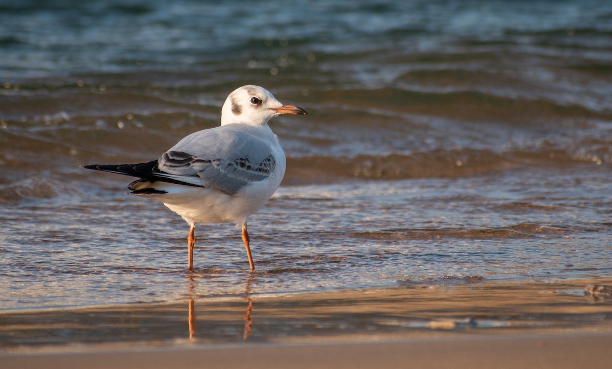 Black-headed Gull - David Suárez Suárez