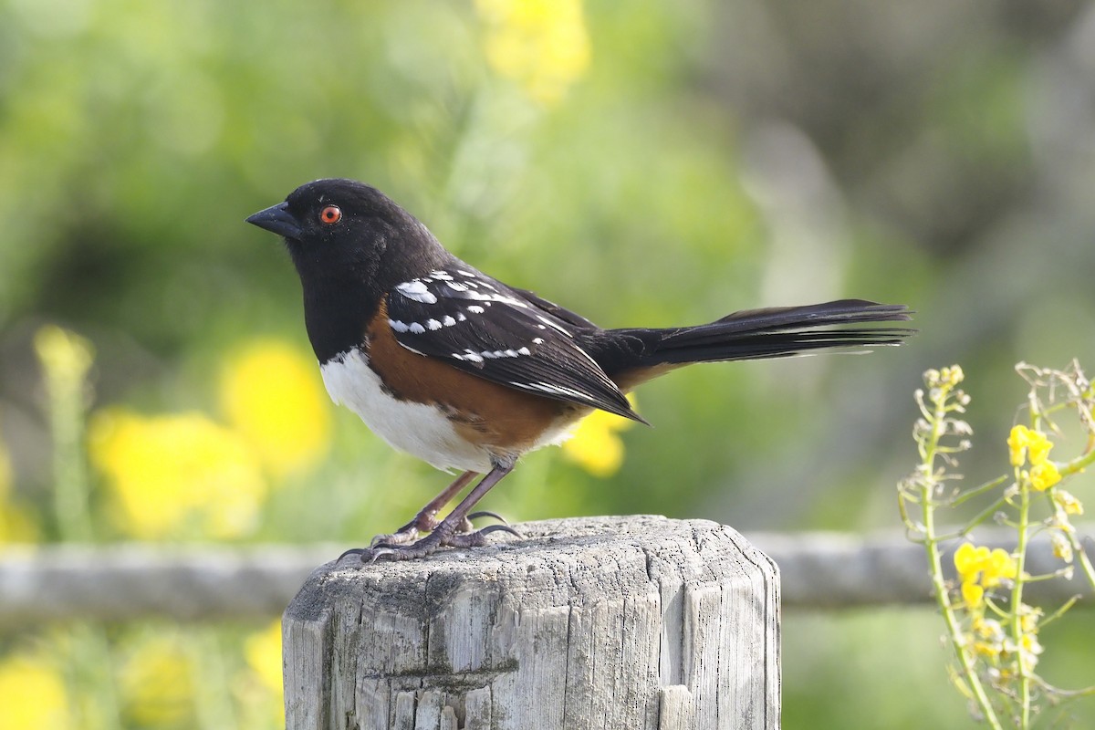 Spotted Towhee - Donna Pomeroy