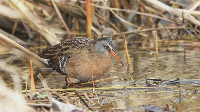 Virginia Rail - ML432042711