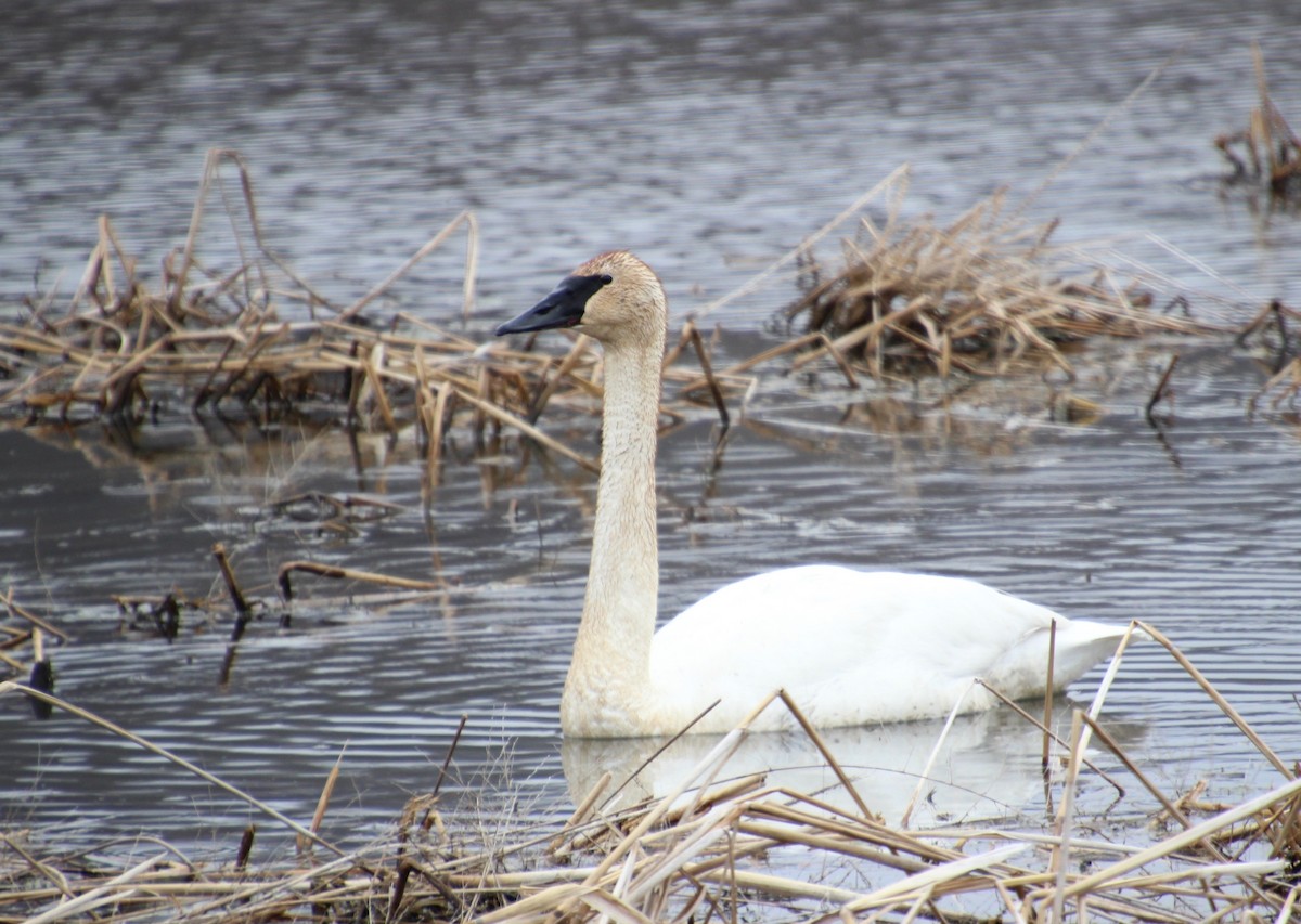 Trumpeter Swan - ML432045201