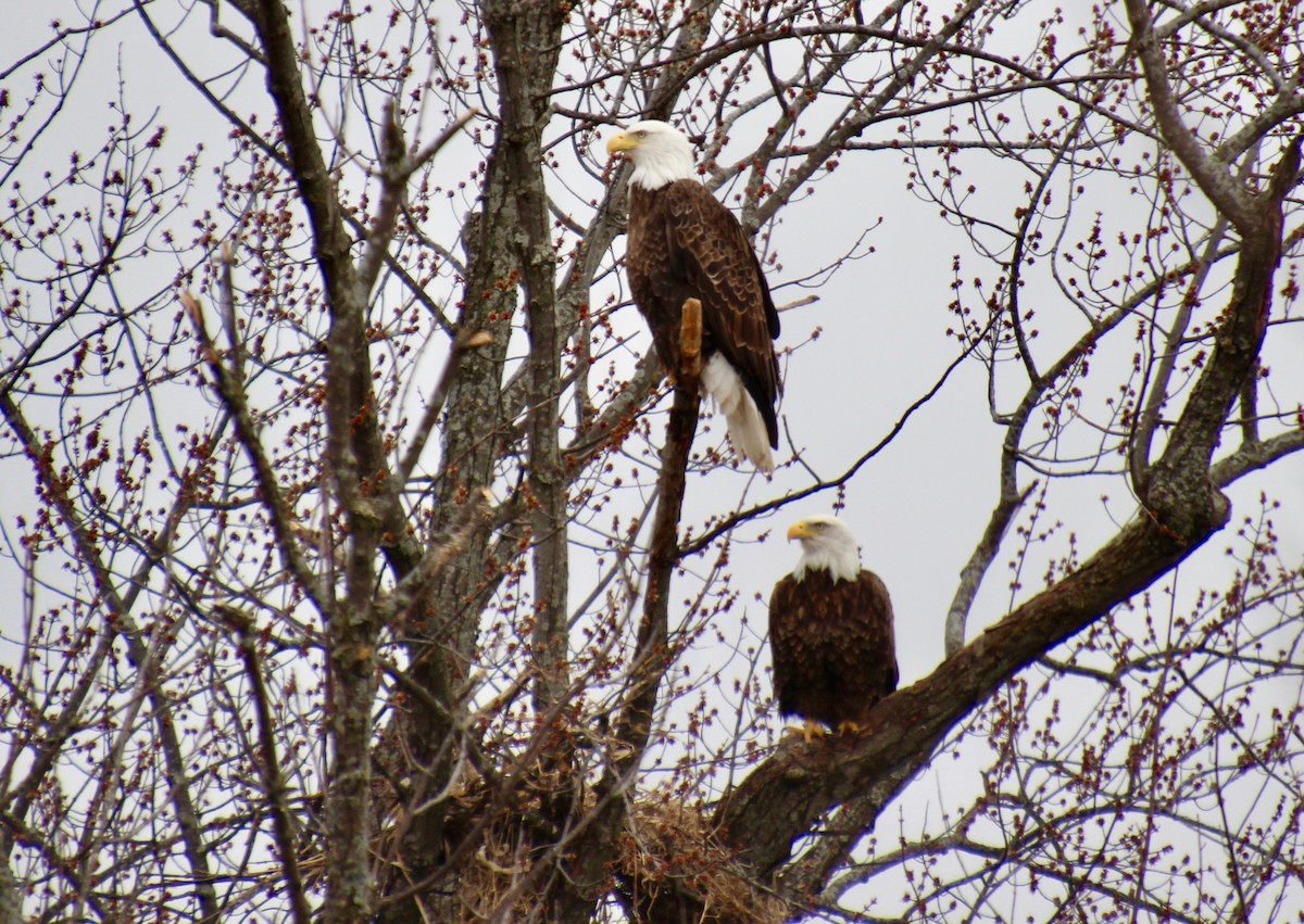 Bald Eagle - ML432046371