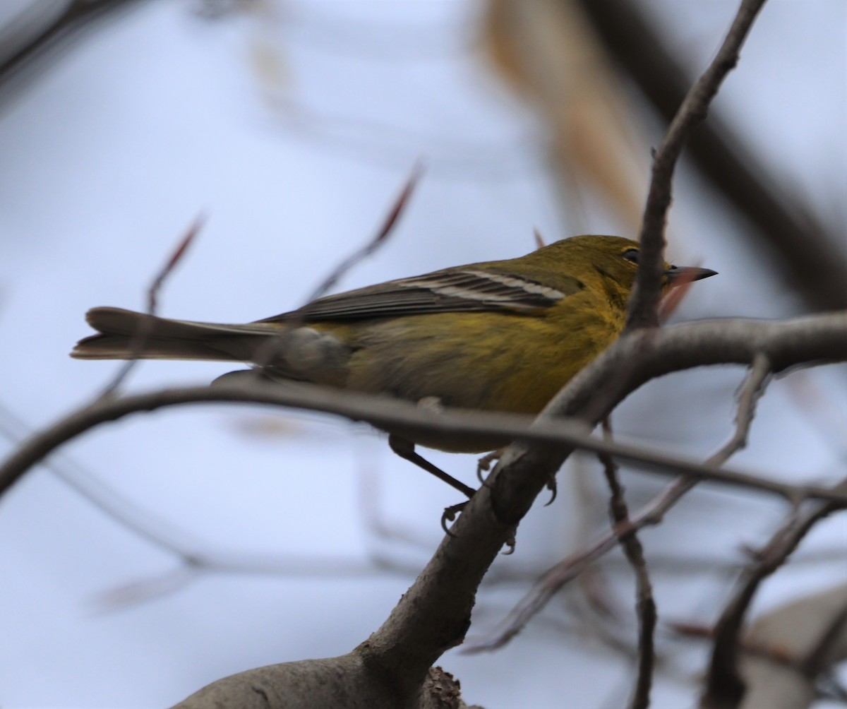 Pine Warbler - MA 2