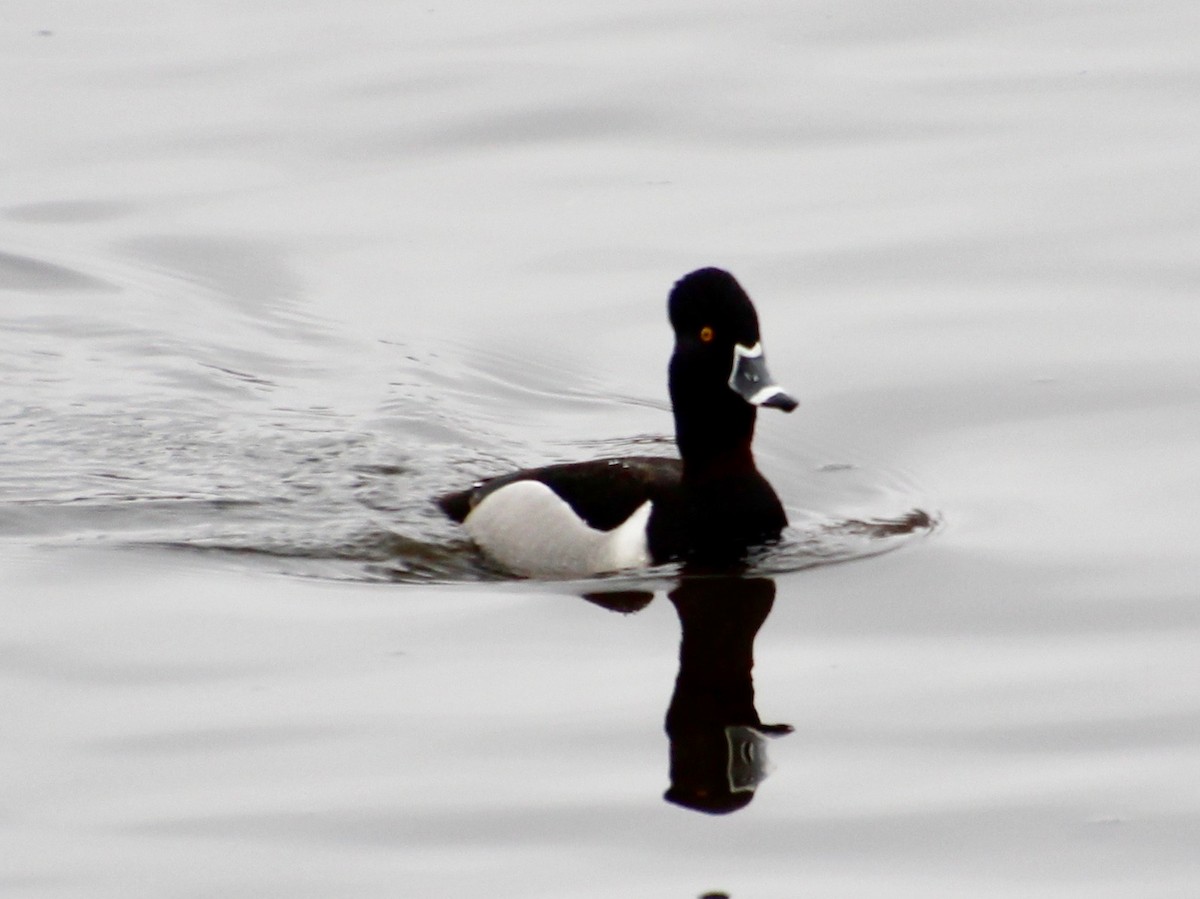 Ring-necked Duck - ML432047211