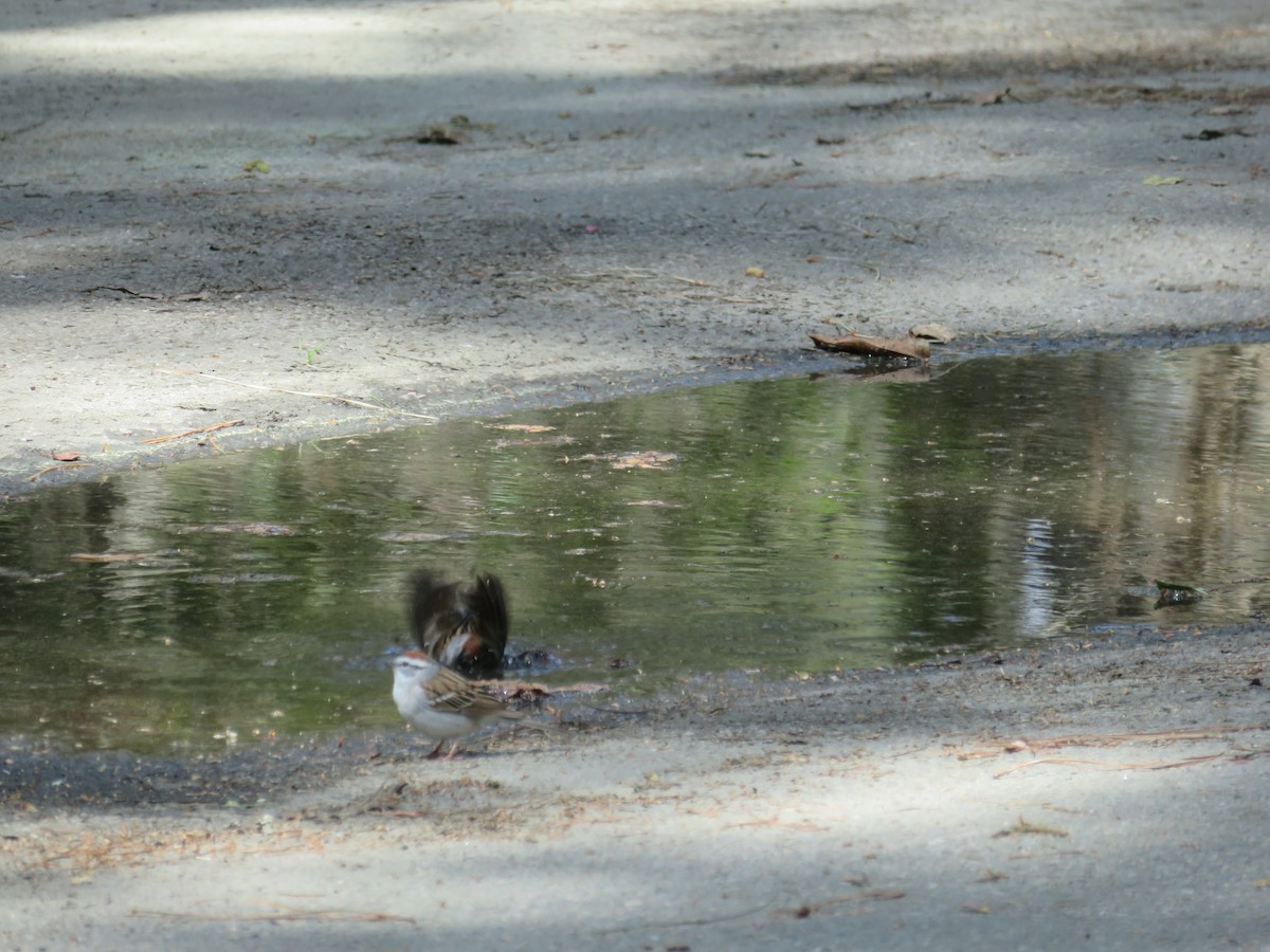 Chipping Sparrow - ML432051571