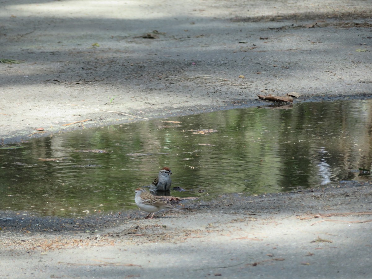Chipping Sparrow - ML432051591