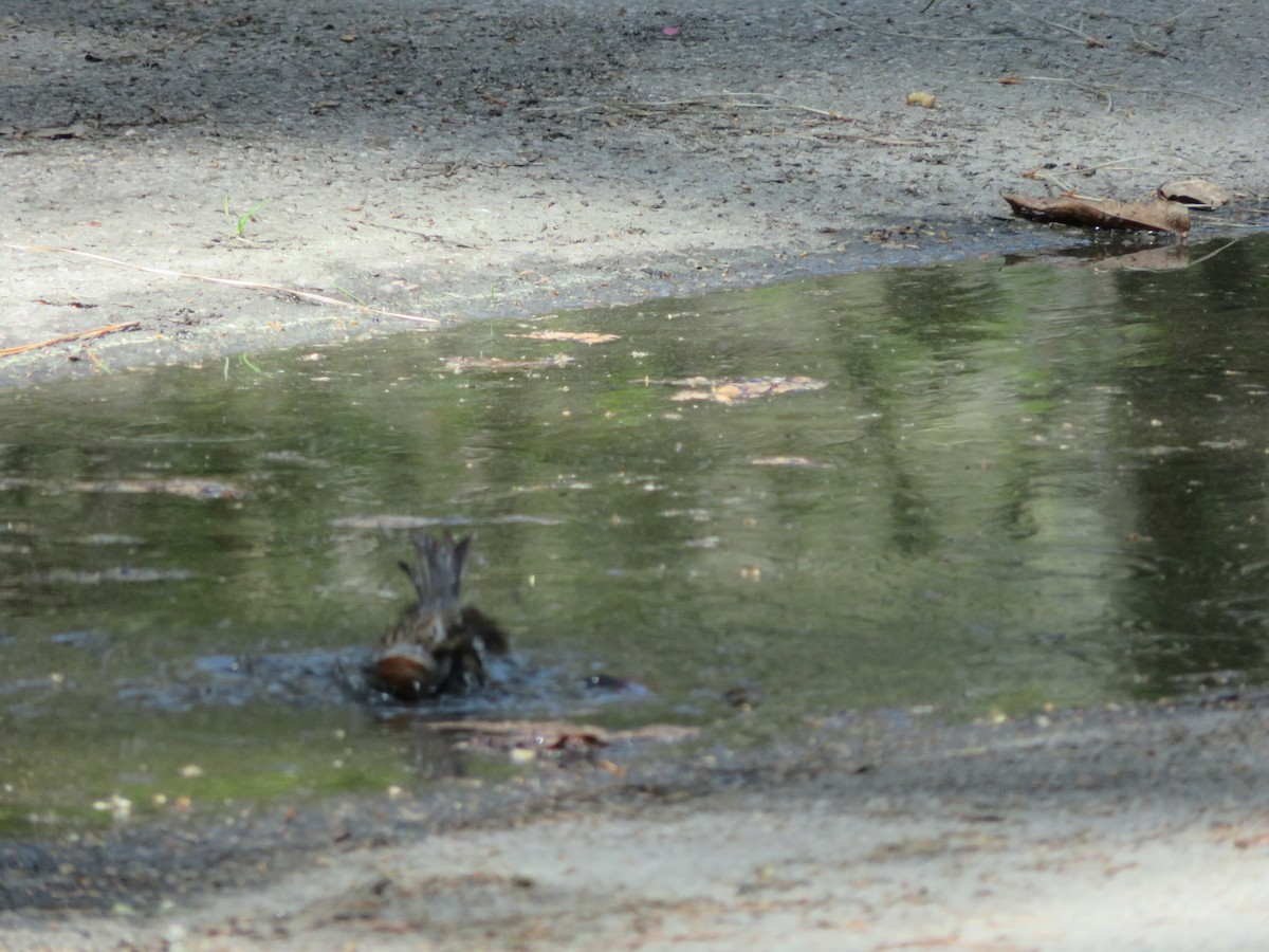 Chipping Sparrow - ML432051731