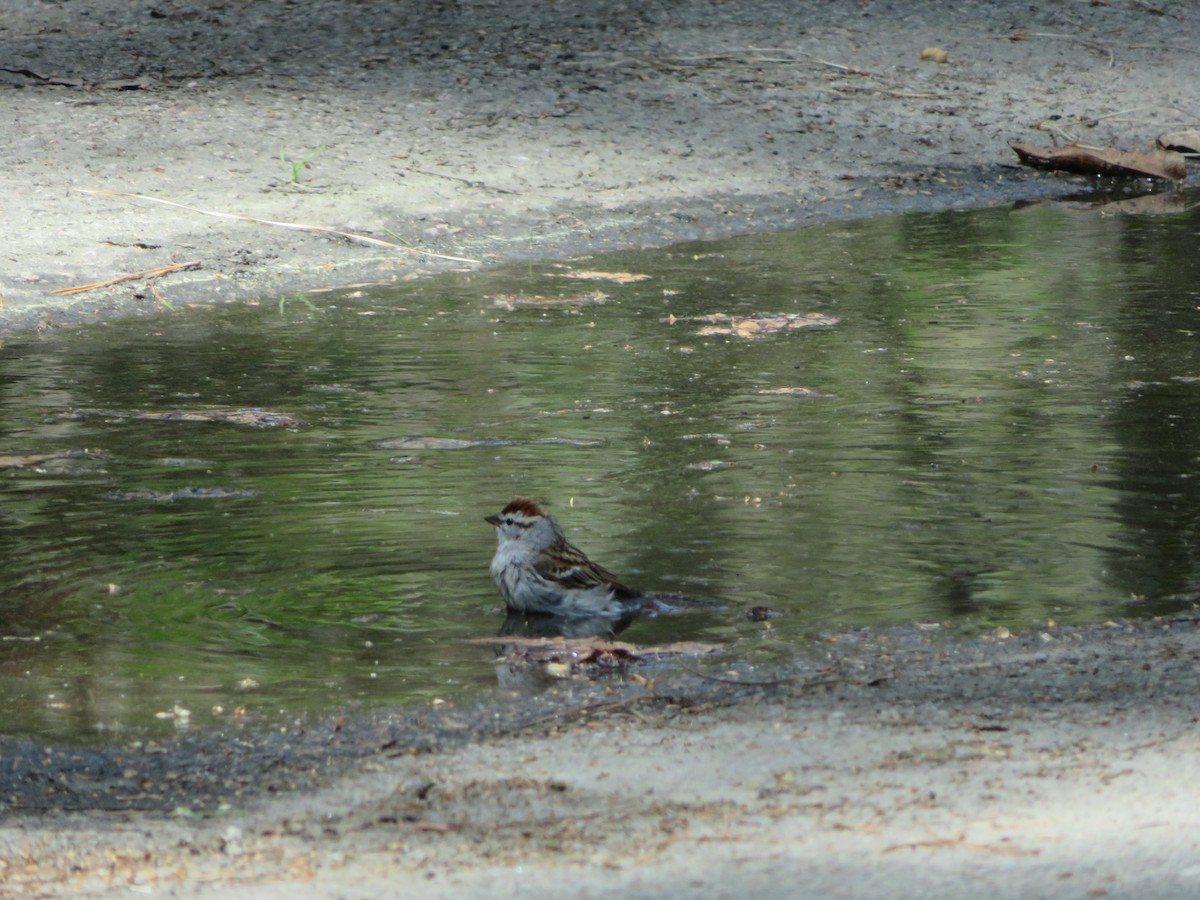 Chipping Sparrow - ML432051741