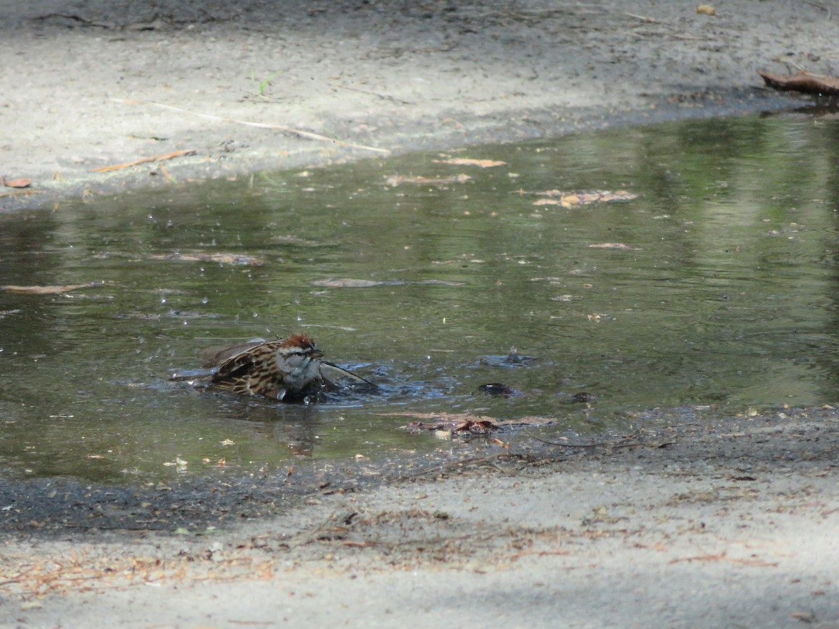 Chipping Sparrow - ML432051771