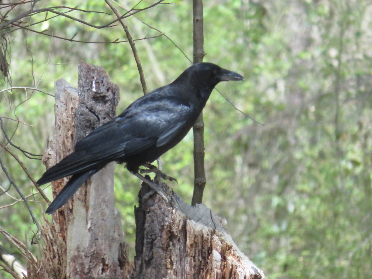 American Crow - ML432053591