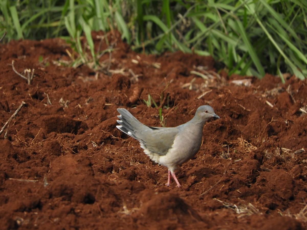 White-tipped Dove - ML432053961